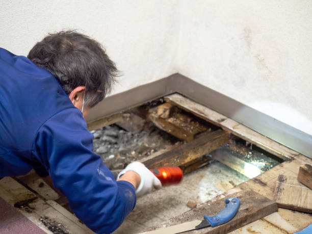 Best Mold Cleaning Services  in Charlotte, TX
