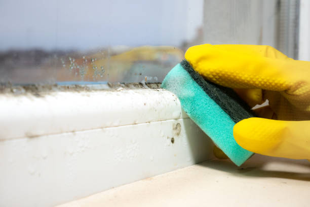 Best Best Mold Removal Companies  in Charlotte, TX