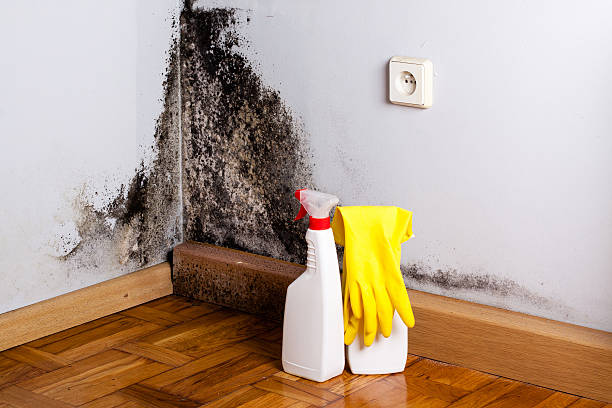 Best Fast Mold Removal  in Charlotte, TX