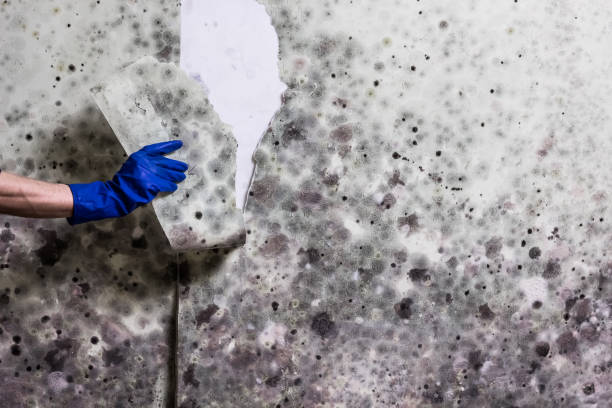 Mold Removal and Inspection in Charlotte, TX